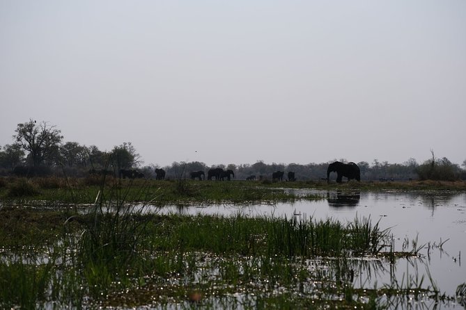 14 Day Elephant Tracking Botswana - Price and Guarantee