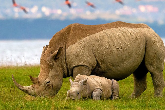 14 Days Private Safari in Kenya and Tanzania From Nairobi - Pickup Locations