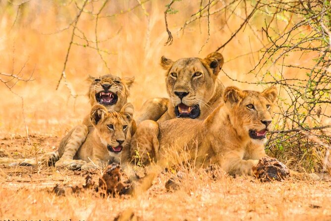 15-Day Wildlife Safari and Gorilla Trekking in Uganda - Optional Activity Details
