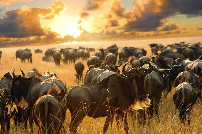 16 Days Kenya Tanzania Uganda Safari - Important Guidelines for Participants