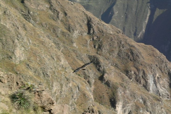 2-Day Colca Canyon Tour With Optional Transfer to Puno - Pickup and Meeting Points