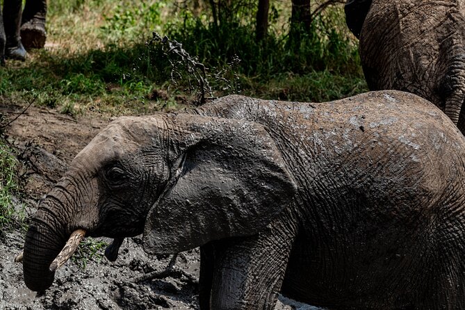 2-Day Fly-In From Zanzibar to Tarangire NP Mid Range Safari - Booking Confirmation and Additional Information
