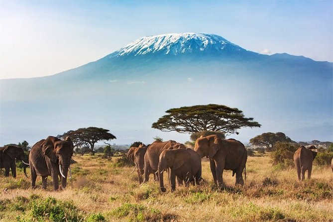 2 Days, 1 Night - Amboseli National Park Safari From Mombasa - Tour Highlights