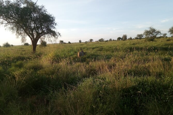 2 Days 1 Night Saltlick Taita Hills - Dining Options
