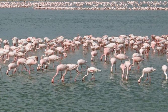 2 Days Amboseli All Inclusive Safari