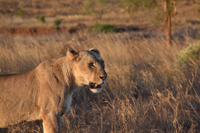 2-Days Guided Tour in Tsavo East - Traveler Limitations