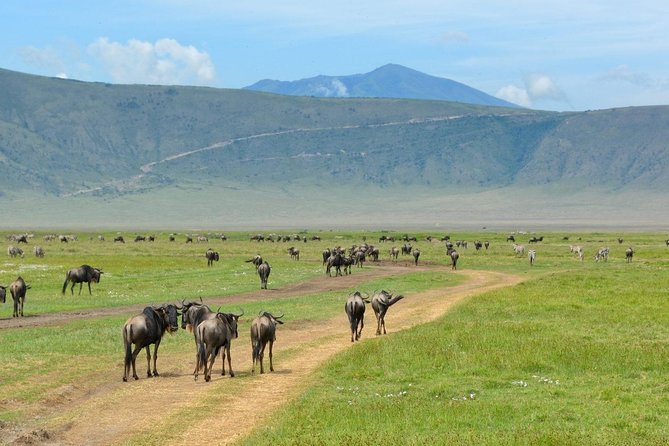 2 Days Lodge Safari; Lake Manyara & Ngorongoro Crater - Meeting Point and Pickup Information