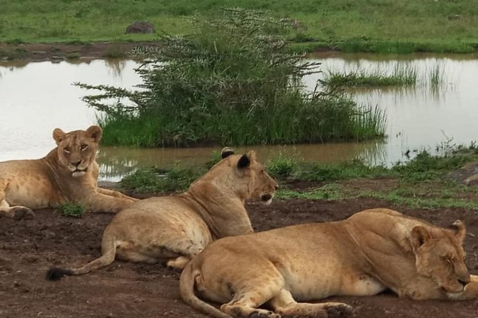 2 Days Masai Mara Budget Safaris - Activity Details
