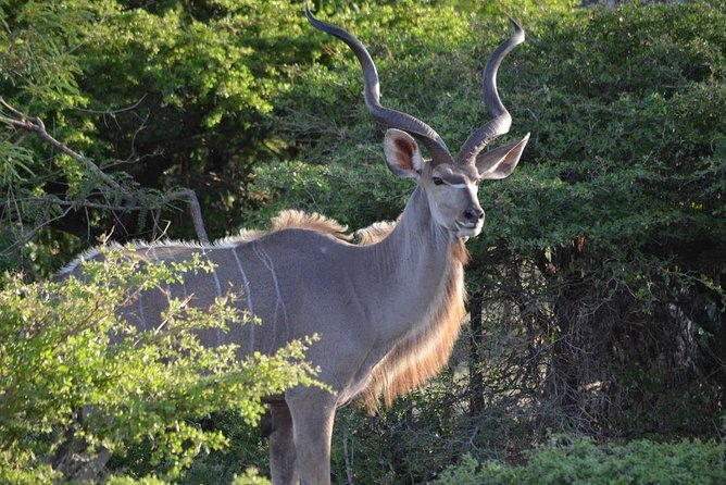 2 Days Mikumi and Udzungwa Falls National Parks From Ifakara Tanzania - Dining and Accommodation