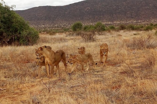 2-Days Mikumi National Park Safari - Frequently Asked Questions