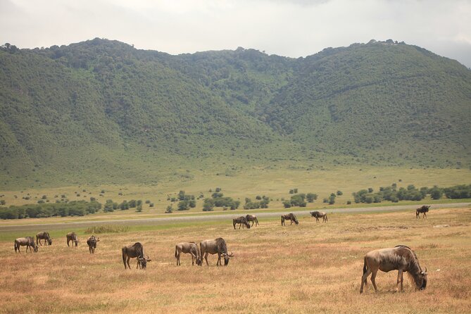 2 Days Safari to Ngrongoro Crater and Trangeri From Znzibar - Cancellation and Refund Policy
