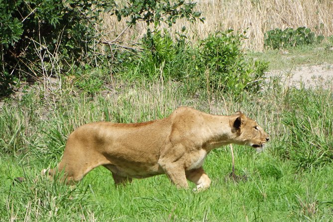 2 Days Safari to Tarangire NP & Ngorongoro Crater From Arusha - Booking Process