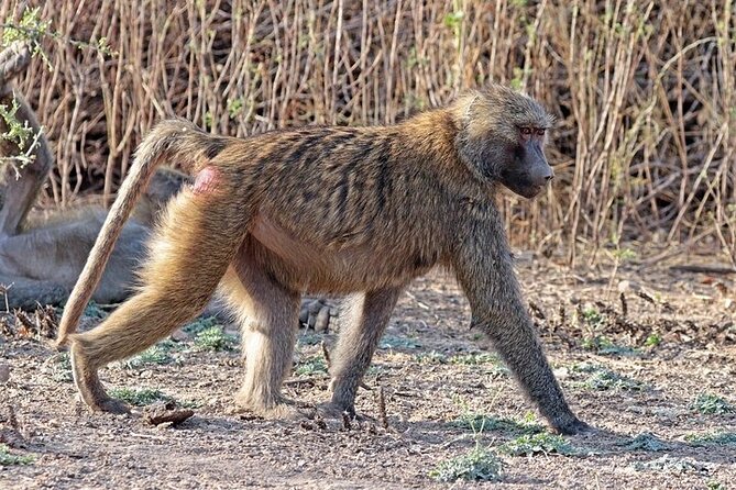 2 Days Wildlife Safari to Awash National Park - Park Rules and Regulations