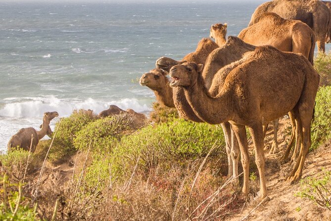 2-Hour Sunset Camel Ride Adventure in Agadir Beach - Pickup Information and Options