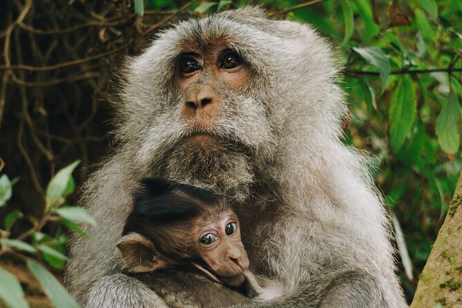 2 Hours Lagoon Tour to Monkey Island