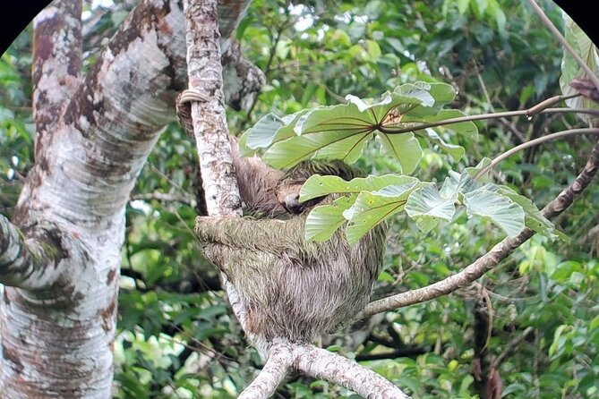 2-in-1 Arenal Hanging Bridges + La Fortuna Waterfall - Start Time and What To Expect