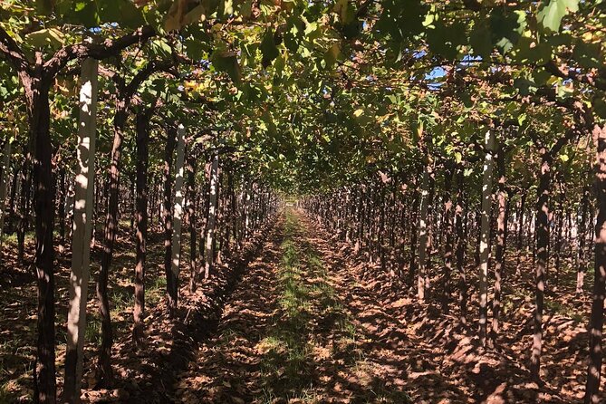 2 Wineries +1 Manufactures Oil With Lunch and Transportation Included.