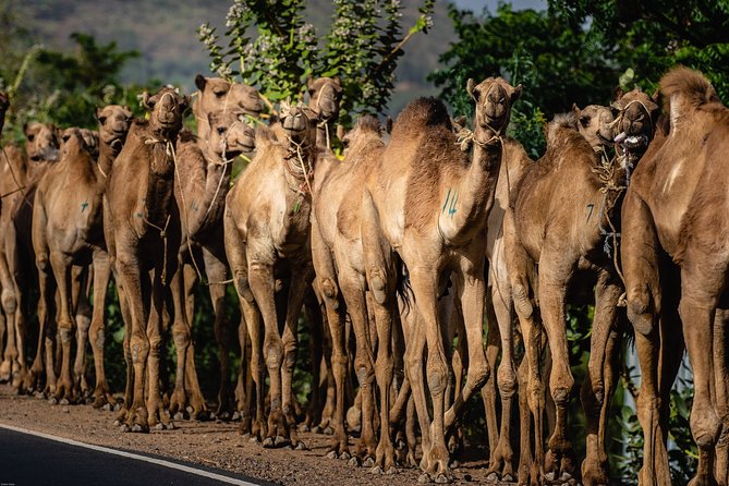 21 Days Tour to Danakil, North Historic Route and Omo Valley. - Cancellation Policy