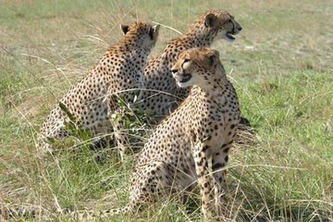 2Days 1Night Camping Safari in Cohbe National Park - Additional Details and Operator Information