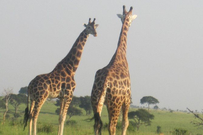 3-Day Big 5 Wildlife Experience in the Giraffe Paradise - Accommodation Details