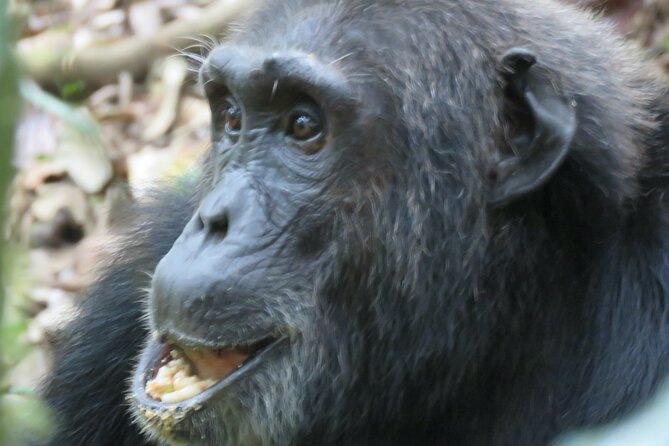 3-Day Chimpanzee Trekking Safari in Kibale Forest - Cancellation Policy Details