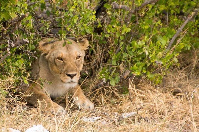 3-Day Etosha Express Accommodated Safari From Windhoek - Cancellation Policy
