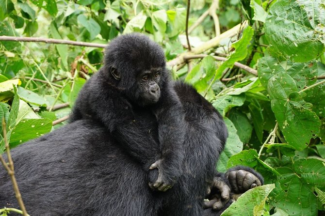 3-Day Gorilla Trekking in Bwindi National Park With Full Board - Pickup and Transportation