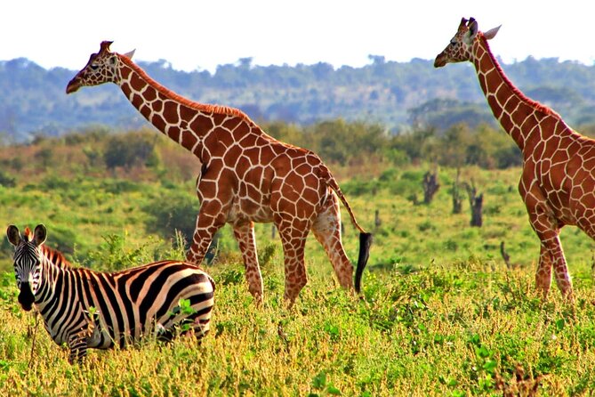 3 Day Meru National Park Safari - Tour Accessibility