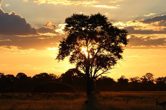 3 Day Moremi Camping Safari - Safari Activities