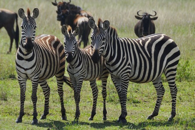 3-Day Safari to Serengeti National Park - Traveler Requirements