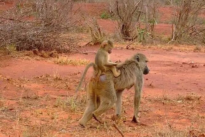 3 Day Safari Tsavo East - Accessibility Information