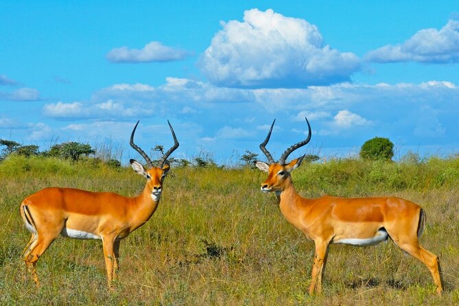 3 Day Samburu Safari - Health and Accessibility
