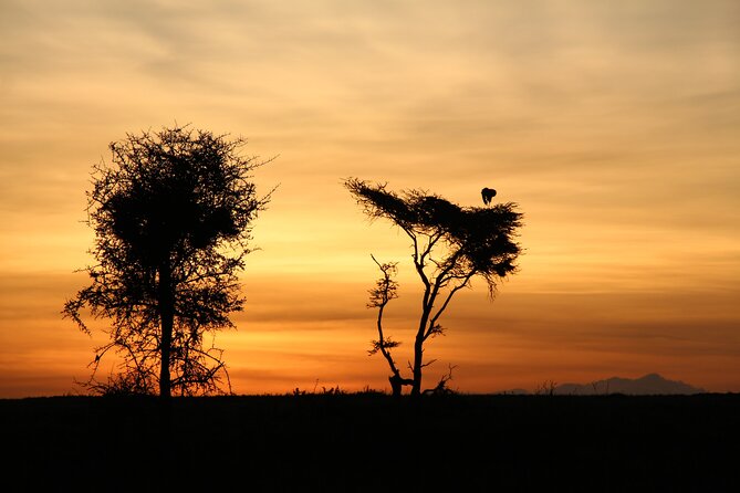 3-Day Tour in Manyara, Ngorongoro, Tarangire With Night Safari - Night Safari Experience