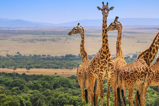 3 Days 2 Nights in Maasai Mara Safari Tour - Transportation Logistics