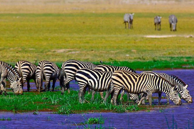 3 Days 2 Nights Masai Mara Joining Safari From Nairobi - Group Size and Accessibility