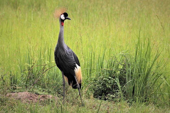 3 Days 2 Nights Murchison Falls Wildlife Safari - Participant Requirements