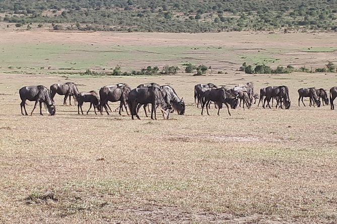 3 Days Best Of Kenya - Meals Included in the Tour