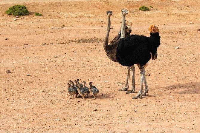 3-Days Central Kalahari Game Reserve - Meals Provided