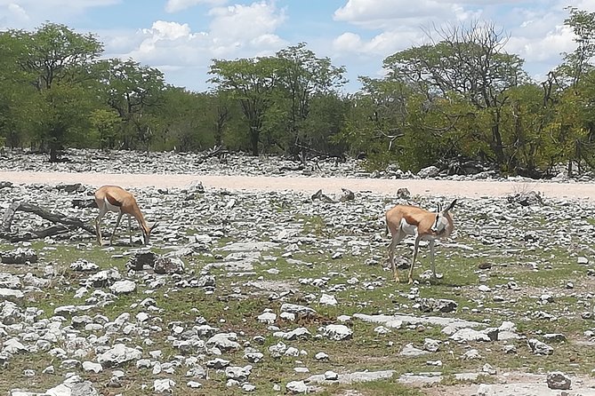 3 Days Etosha National Park Camping - Frequently Asked Questions