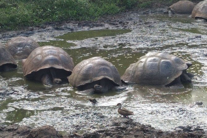 3 Days Galapagos Fast Visit - Tips for Your Trip
