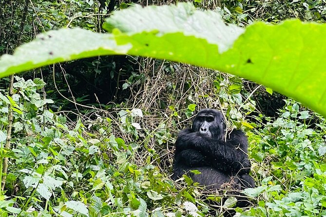 3 Days Gorilla and Chimpanzee Trekking in Uganda - Accommodation Details