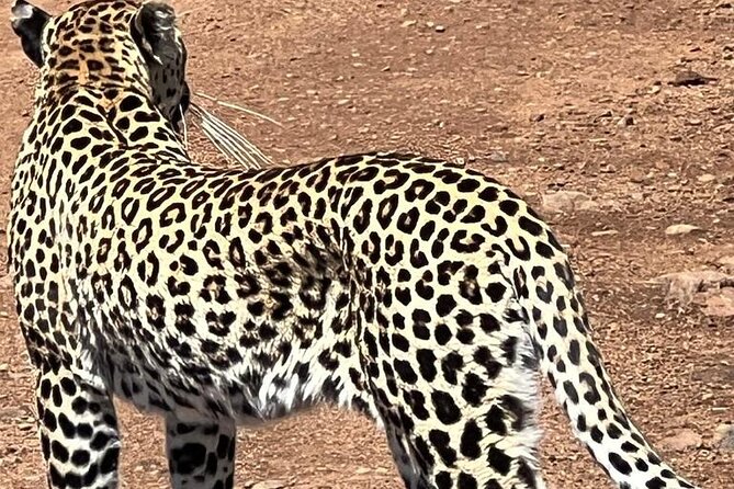 3 Days In Kruger National Park With Panorama Route - Wildlife Encounters
