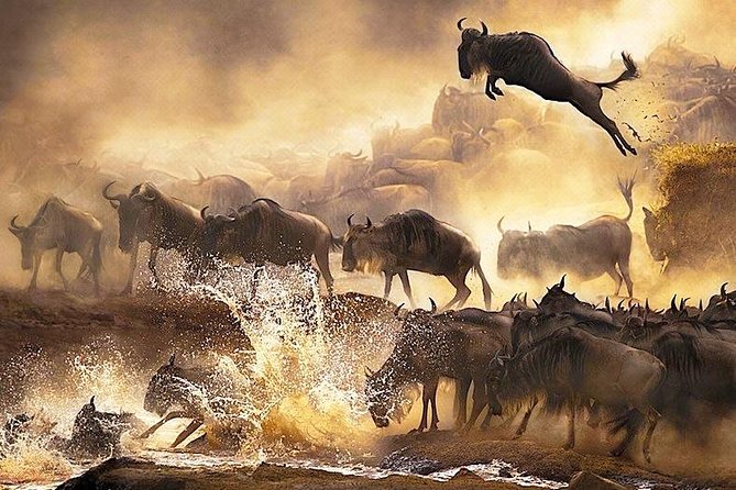 3 Days Masai Mara Flying Package From Diani Mombasa(Min 2 Pax) - Booking Process