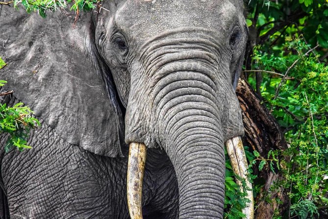 3 Days Murchison Falls Safari - Game Drives Schedule