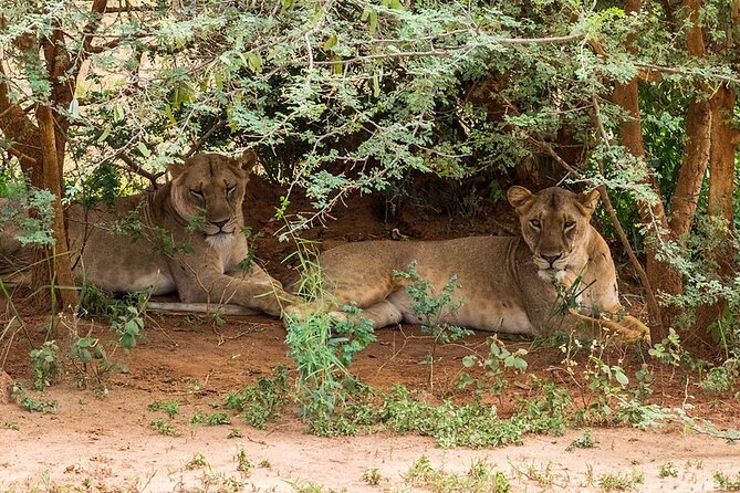 3 Days Murchison Falls Safari (The Greatest Waterfall) - Accessibility Considerations