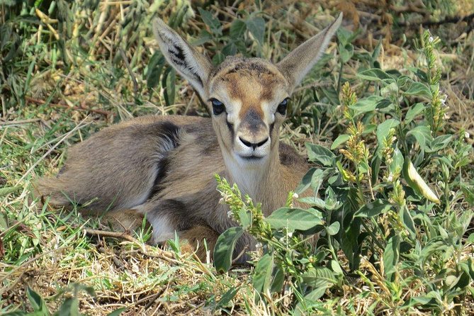 3 Days Nairobi, Tsavo West, Amboseli Safari - Accommodation and Meals