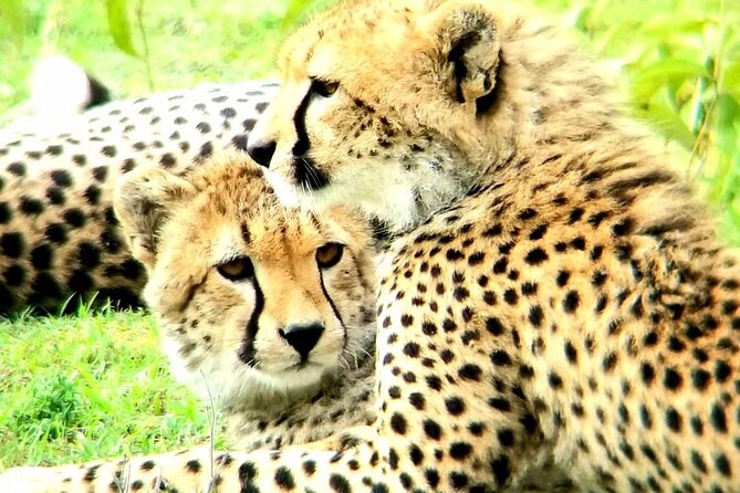 3 Days PRIVATE LUXURY SAFARI to Masai Mara From Nairobi - Inclusions and Exclusions