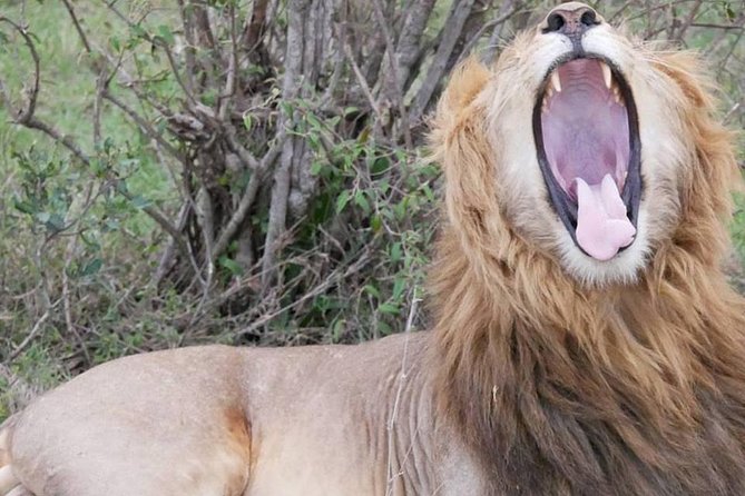 3 Days Private Masai Mara National Reserve Safari - Meals and Beverages Included