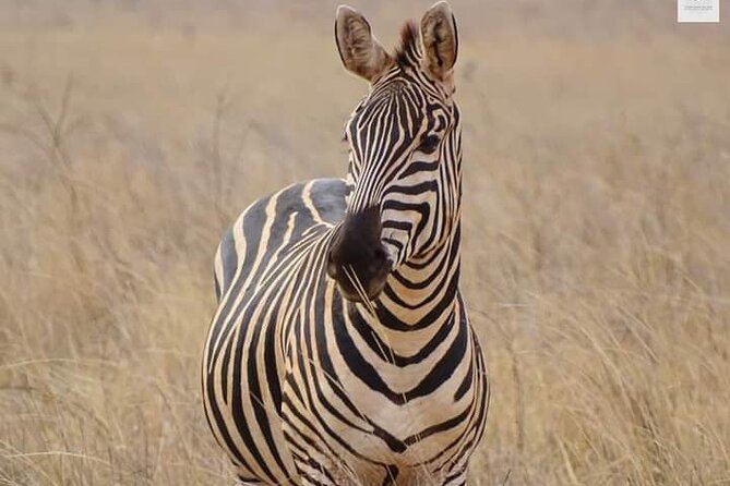 3 Days Private Safari Tour in Tsavo East and West From Watamu - The Sum Up