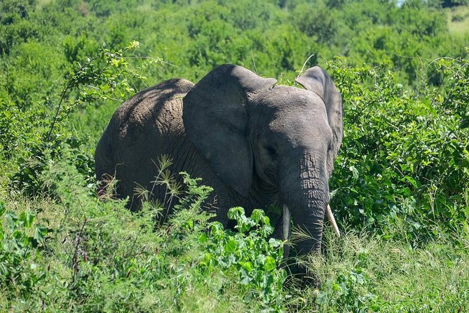 3 Days Ruaha National Park Fly From Zanzibar - Wildlife Safari Experience